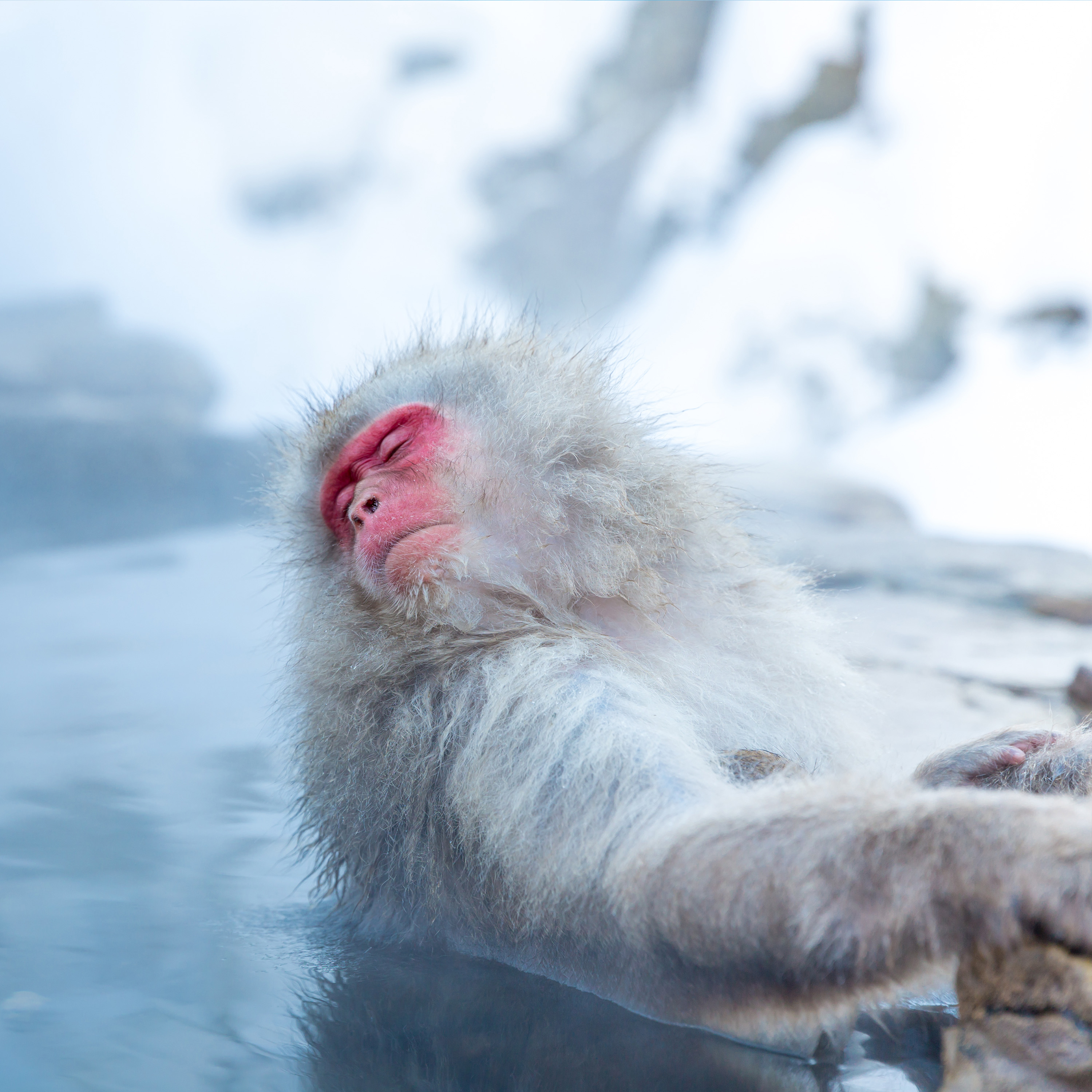 Japanese Snow Monkey Macaque In Hot Spring